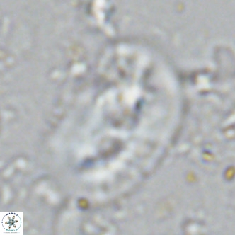 Helicosphaera sellii VR 07920