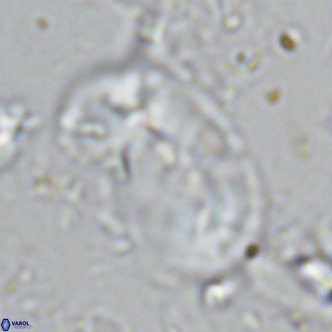 Helicosphaera sellii VR 07922