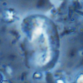 Helicosphaera sellii VR 07925