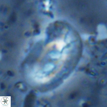 Helicosphaera sellii VR 07926