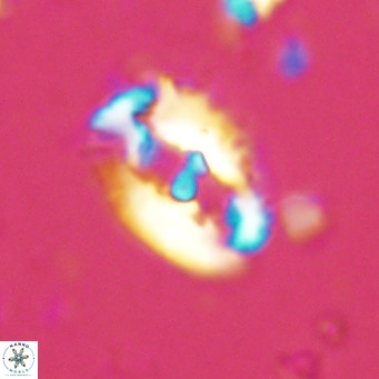 Helicosphaera seminulum VR 02717