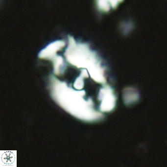 Helicosphaera seminulum VR 02718