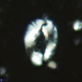 Helicosphaera seminulum VR 02719