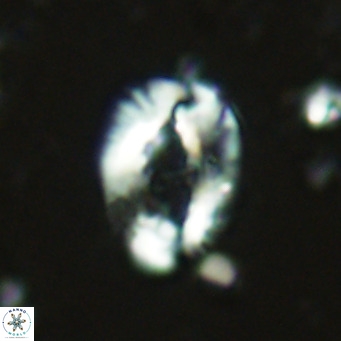 Helicosphaera seminulum VR 02719