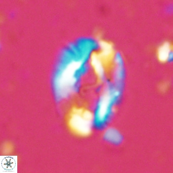 Helicosphaera seminulum VR 02720
