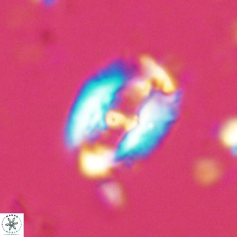 Helicosphaera seminulum VR 02721