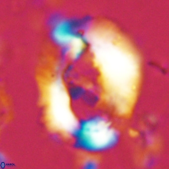 Helicosphaera seminulum VR 03070