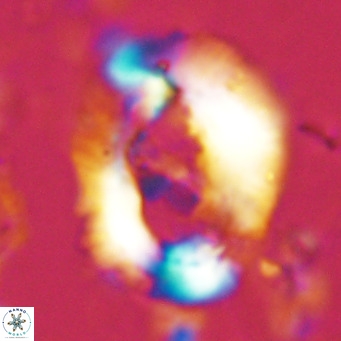Helicosphaera seminulum VR 03070