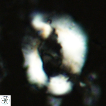 Helicosphaera seminulum VR 03071