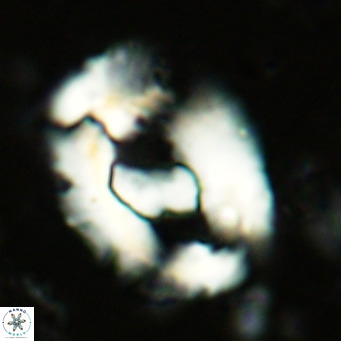Helicosphaera seminulum VR 03072