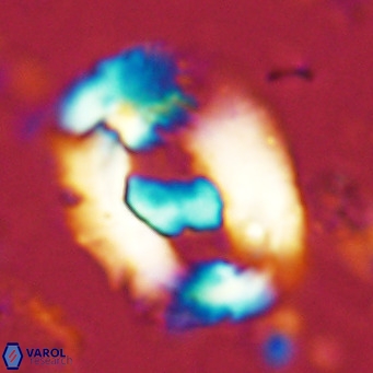 Helicosphaera seminulum VR 03073