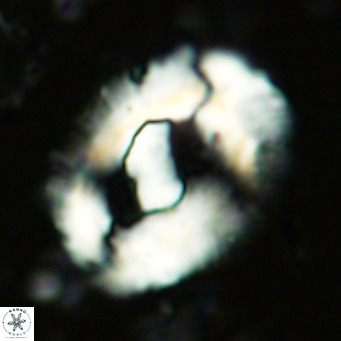 Helicosphaera seminulum VR 03075