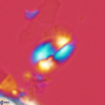 Helicosphaera tenebricornus VR 05808