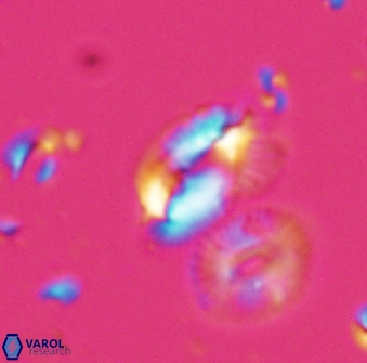 Helicosphaera tenebriscornus 27612