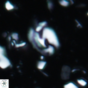 Helicosphaera theodoridisiis 1924