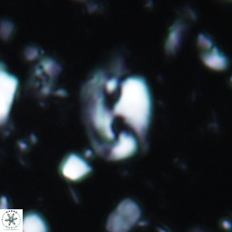 Helicosphaera theodoridisii 1928
