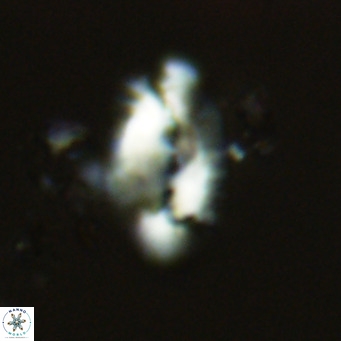 Helicosphaera treisporoi VR 05523