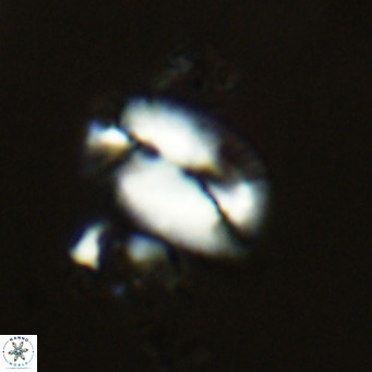 Helicosphaera treisporoi VR 05526