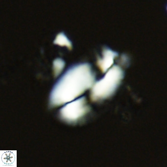 Helicosphaera treisporoi VR 05527