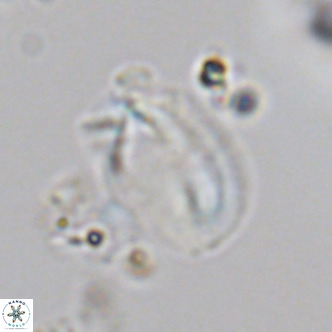 Helicosphaera treisporoi VR 05532