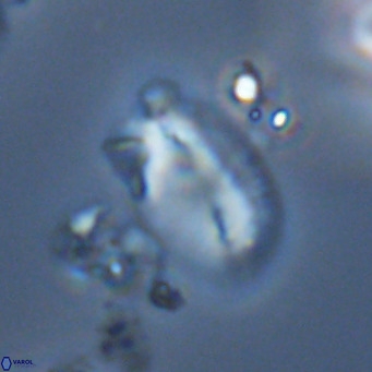 Helicosphaera treisporoi VR 05533