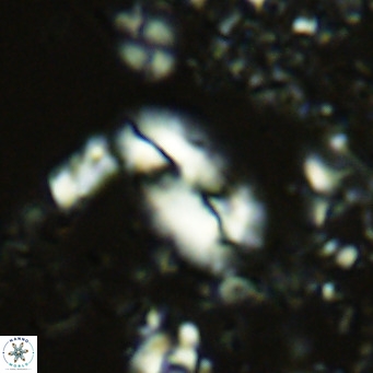 Helicosphaera treisporoi VR 05578