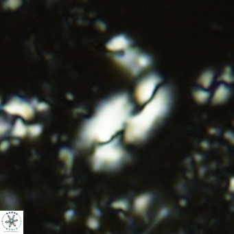 Helicosphaera treisporoi VR 05579