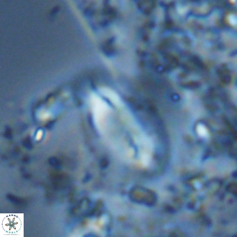 Helicosphaera treisporoi VR 05585