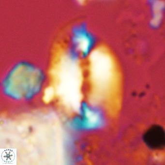 Helicosphaera treisporoi VR 05303