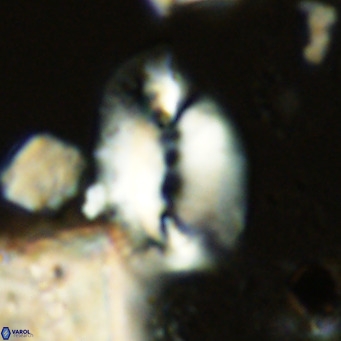 Helicosphaera treisporoi VR 05304