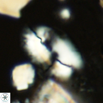 Helicosphaera treisporoi VR 05305