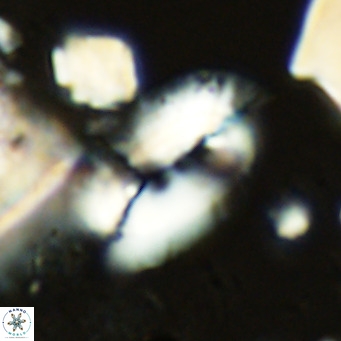Helicosphaera treisporoi VR 05309