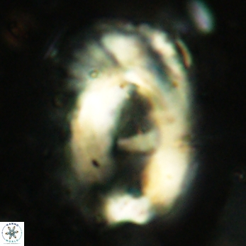 Helicosphaera truempyi 2416