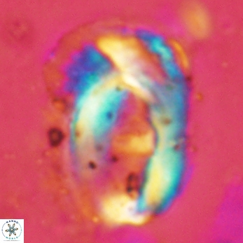 Helicosphaera truempyi 2417