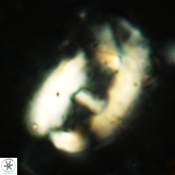 Helicosphaera truempyi 2419
