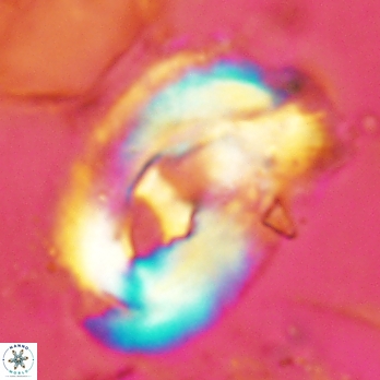 Helicosphaera truempyi 2431