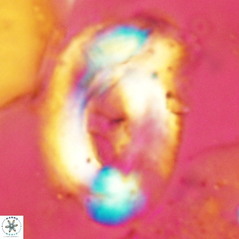 Helicosphaera truempyi 2432