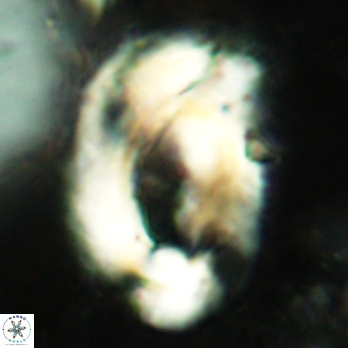 Helicosphaera truempyi 2433