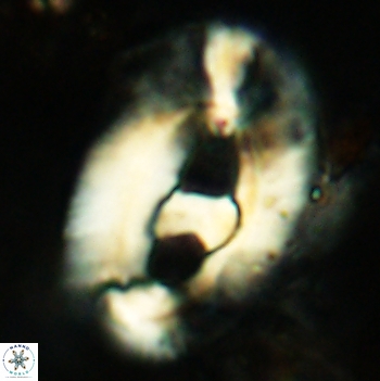 Helicosphaera truempyi 2444