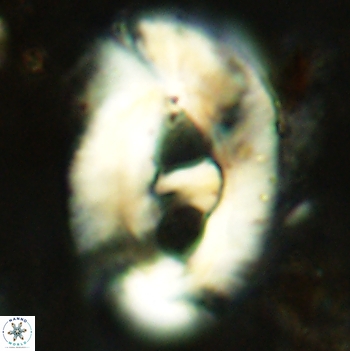 Helicosphaera truempyi 2447