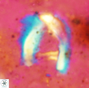 Helicosphaera truempyi 2334