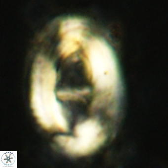 Helicosphaera truempyi 2362