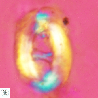 Helicosphaera truempyi 2363