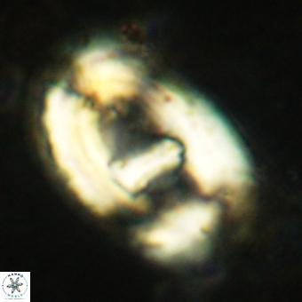 Helicosphaera truempyi 2365
