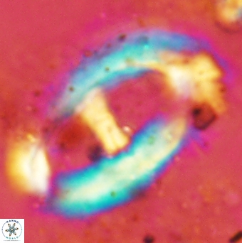 Helicosphaera truempyi 2379