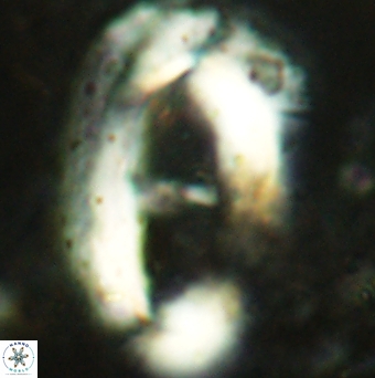 Helicosphaera truempyi 2381