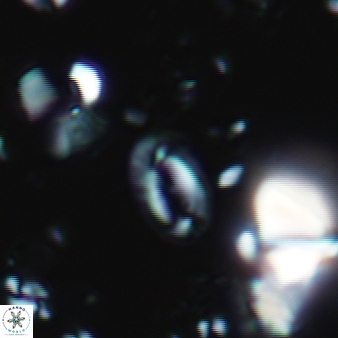 Helicosphaera vedderi 401