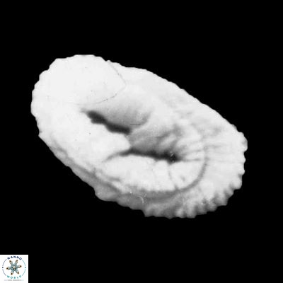 Helicosphaera walbersdorfensis 1263 9