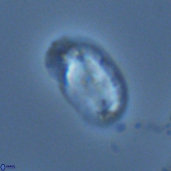 Helicosphaera wallichii VR 04841