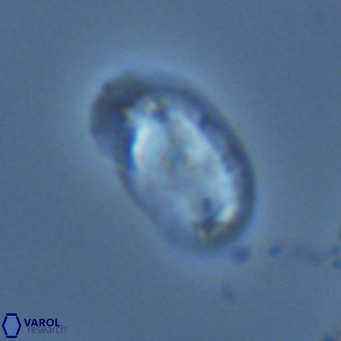 Helicosphaera wallichii VR 04841